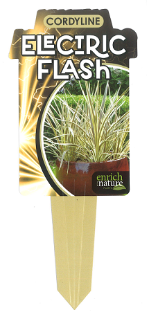 Cordyline Electric Flash label.png
